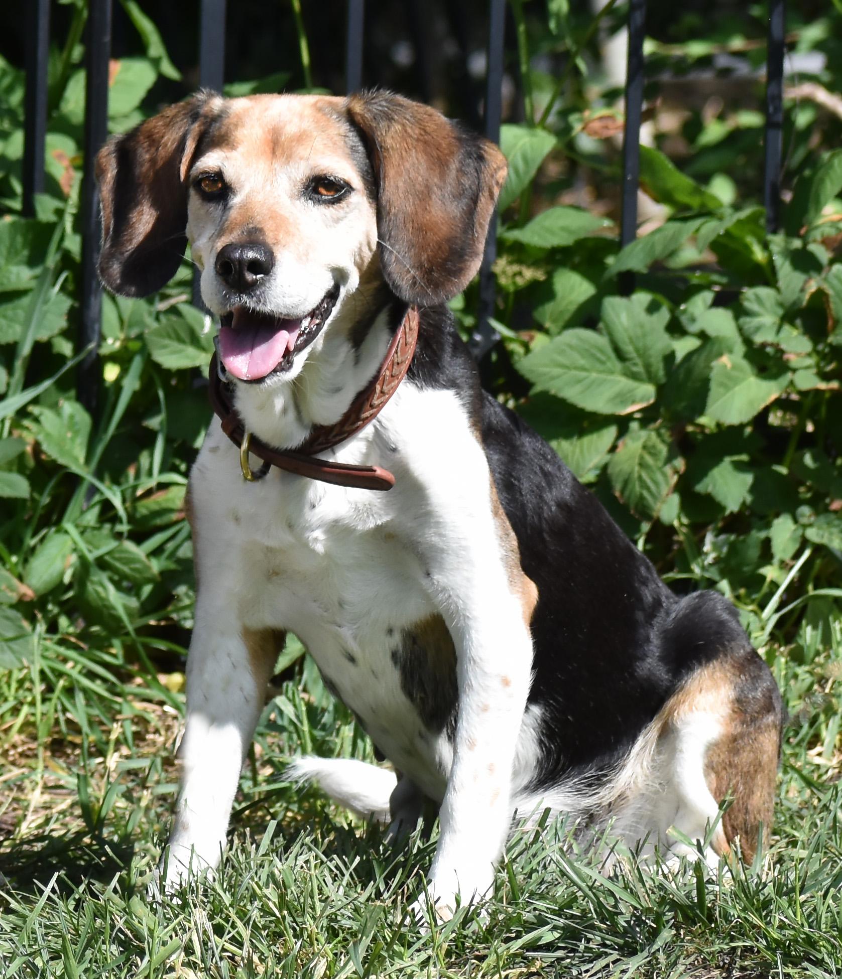 Enlarge Queenie- Foster to Adopt, a Adoptable Beagle in Wood Dale, IL image 3/6