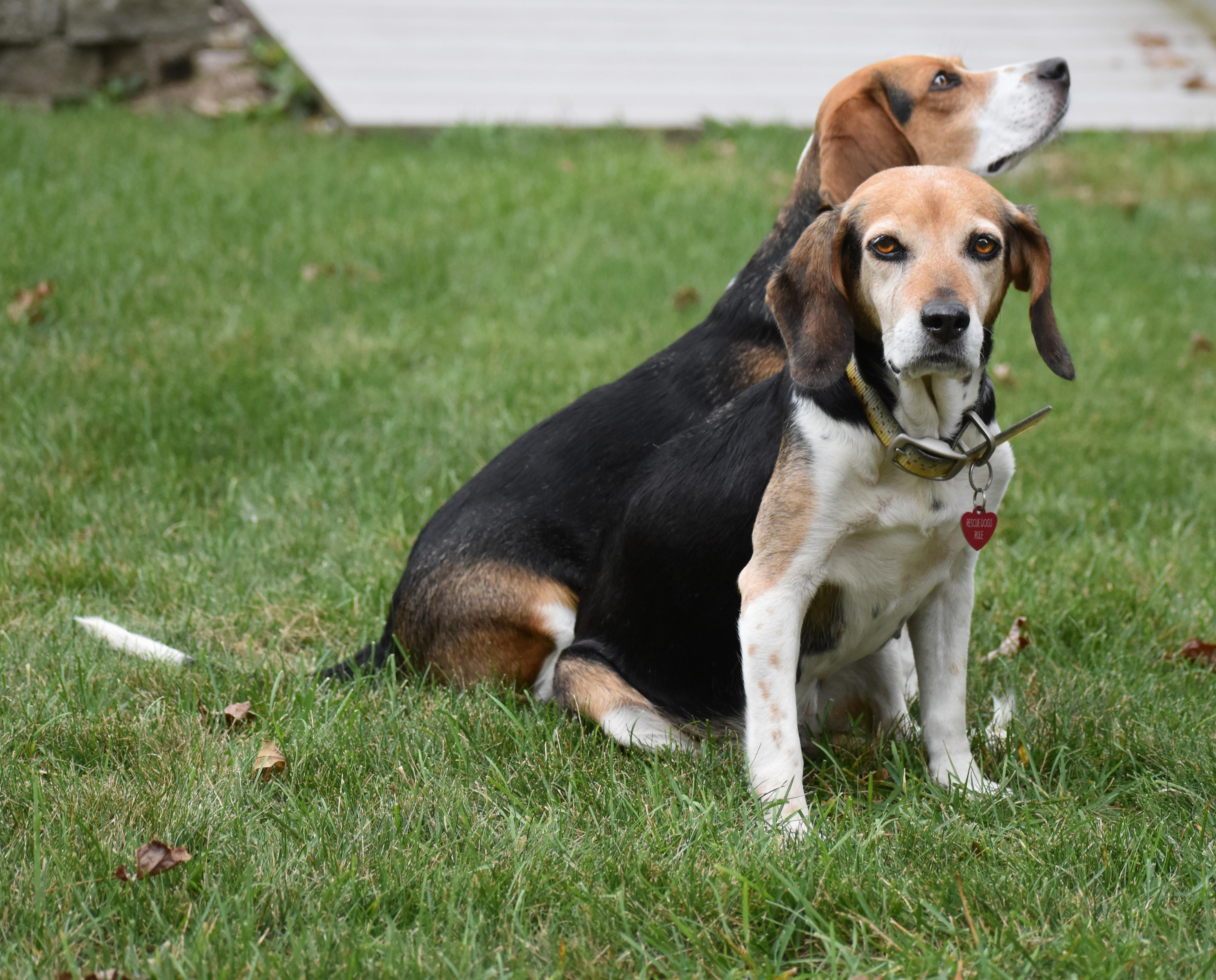 Queenie- Foster to Adopt, a Adoptable Beagle in Wood Dale, IL image 2/6