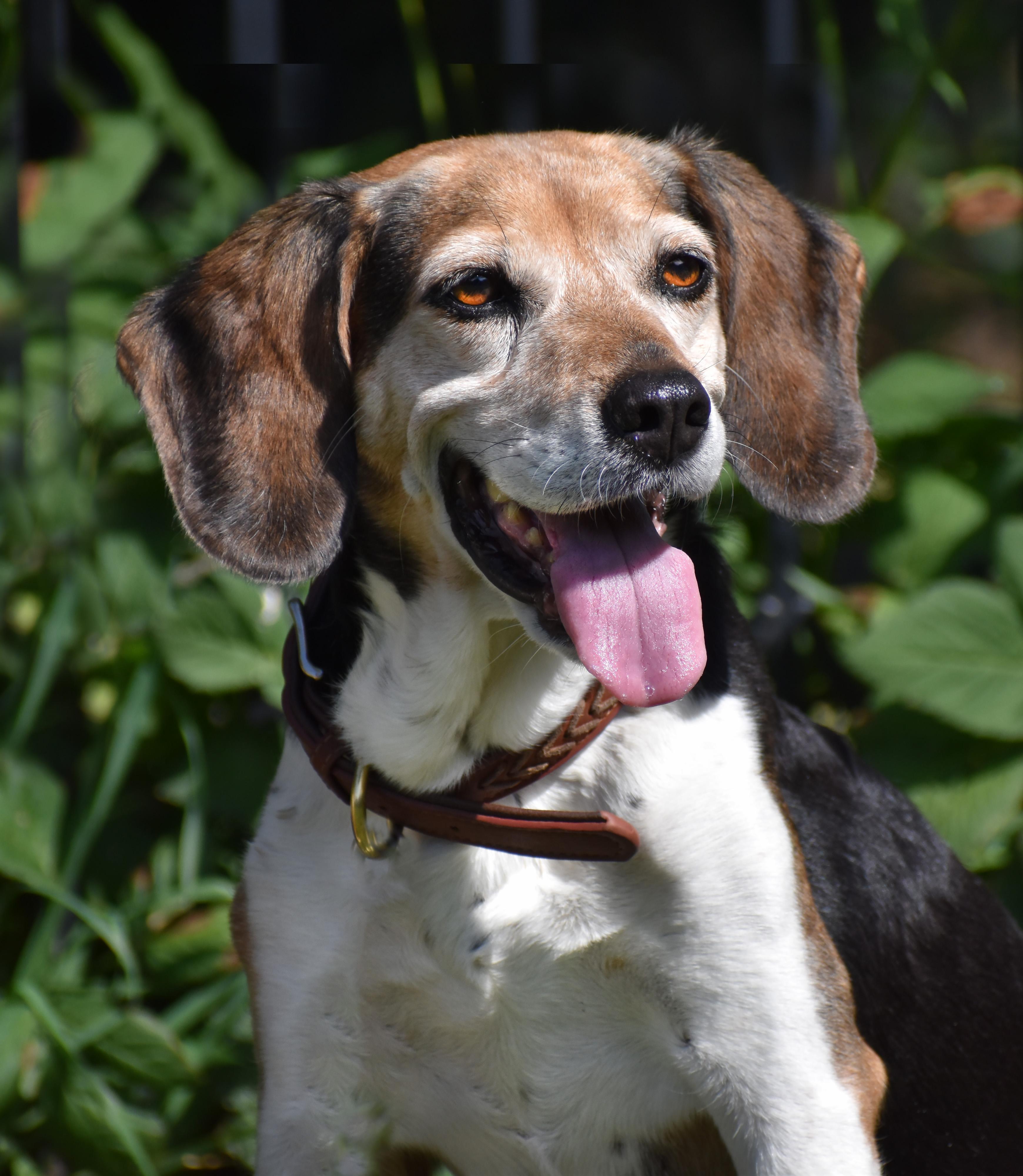 Enlarge Queenie- Foster to Adopt, a Adoptable Beagle in Wood Dale, IL image 2/6