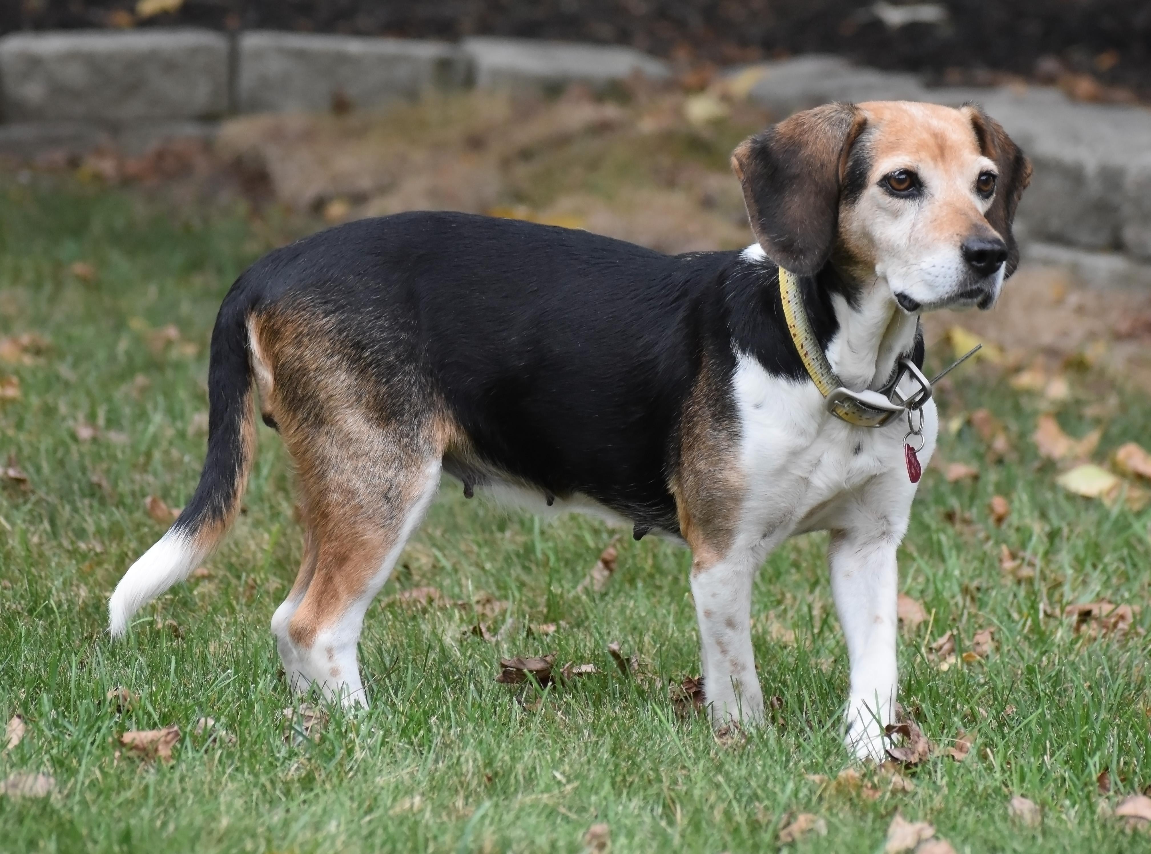 Queenie- Foster to Adopt, a Adoptable Beagle in Wood Dale, IL image 1/6