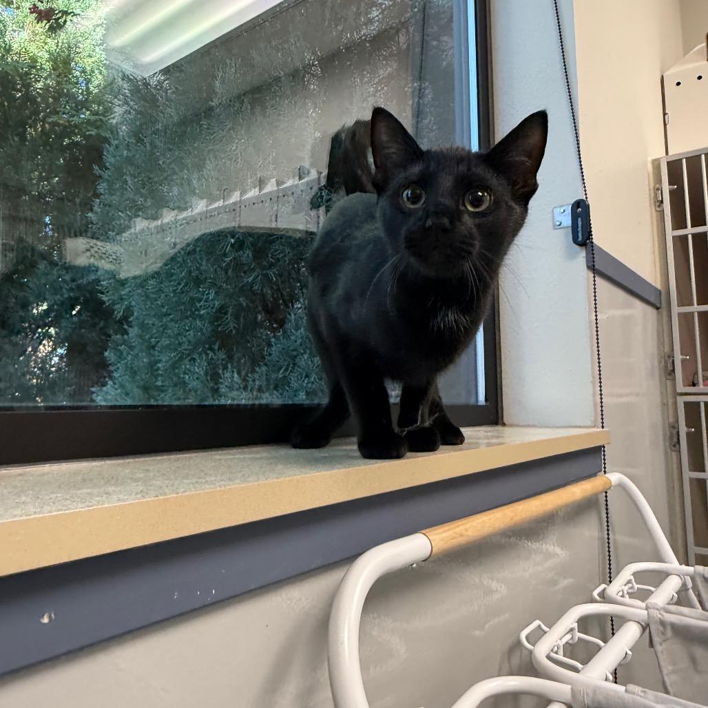 Leah, Adoptable, Kitten Female Domestic Short Hair.