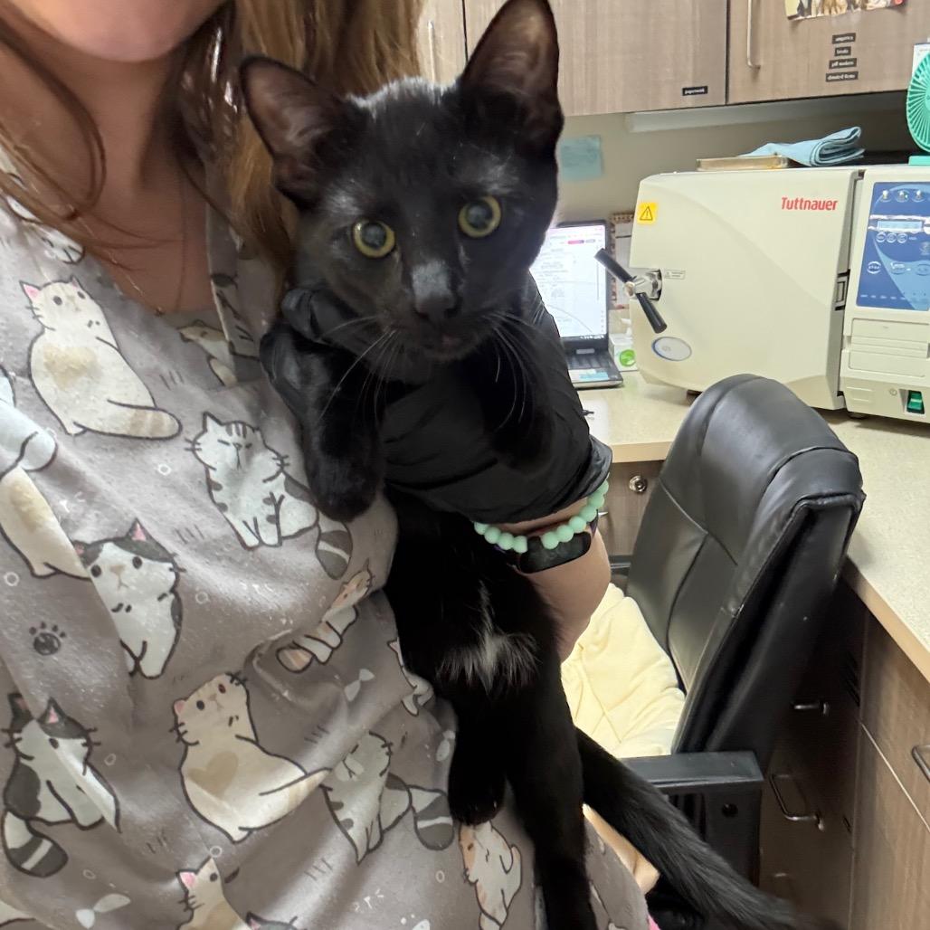 Enlarge Leah, a Adoptable Domestic Short Hair in Great Falls, MT image 2/5