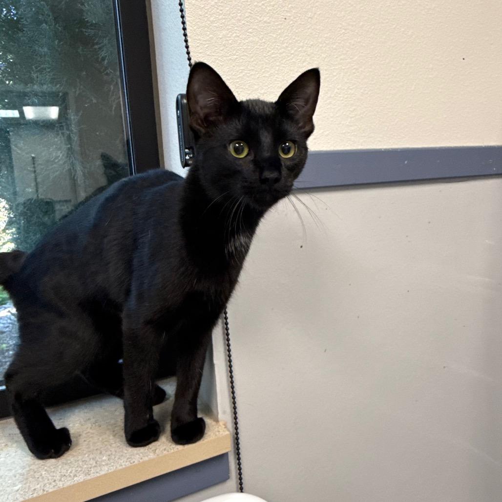 Enlarge Leah, a Adoptable Domestic Short Hair in Great Falls, MT image 3/5