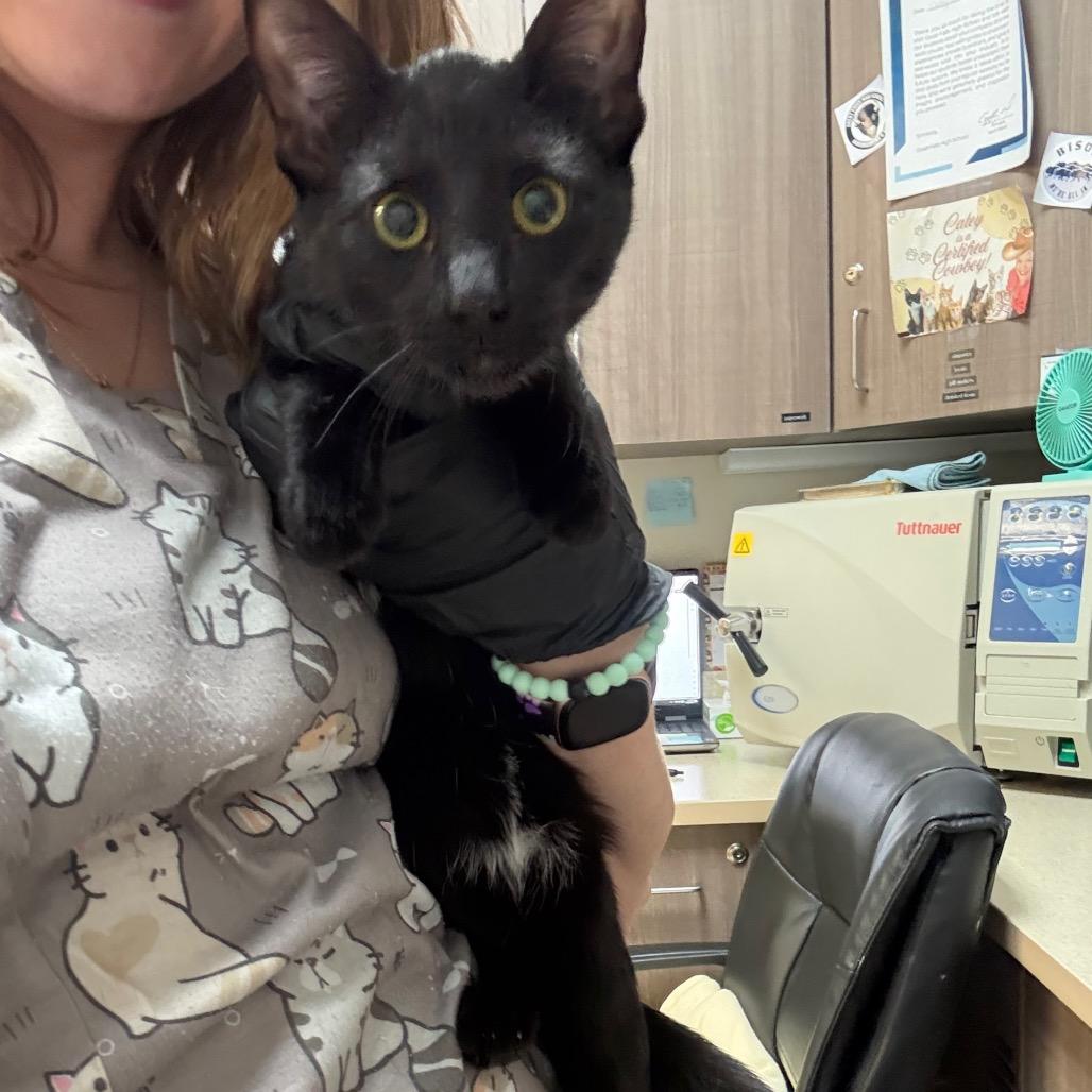 Enlarge Leah, a Adoptable Domestic Short Hair in Great Falls, MT image 4/5
