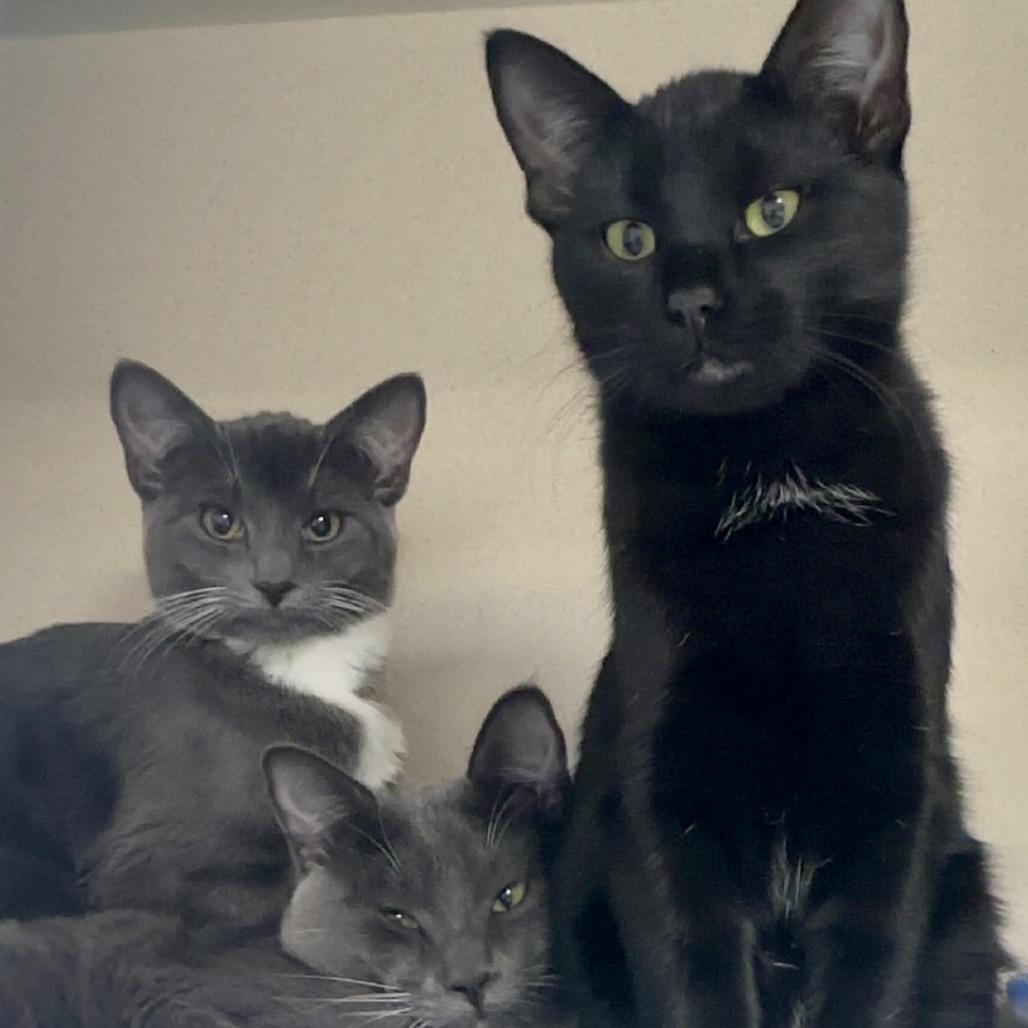 Enlarge Leah, a Adoptable Domestic Short Hair in Great Falls, MT image 5/5