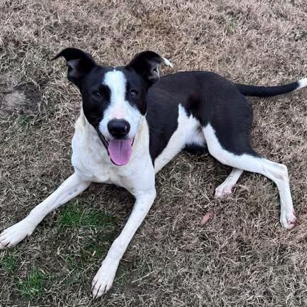 Daphne, an adopted Mixed Breed in Wando, SC image 1/4