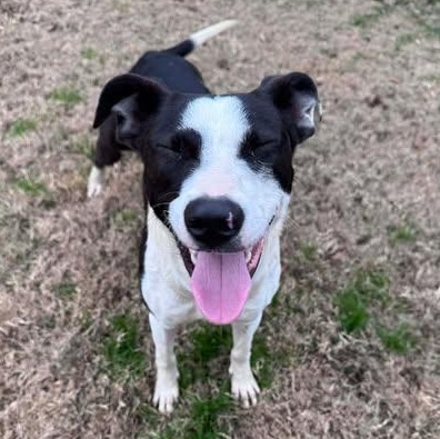 Daphne, an adopted Mixed Breed in Wando, SC image 2/4
