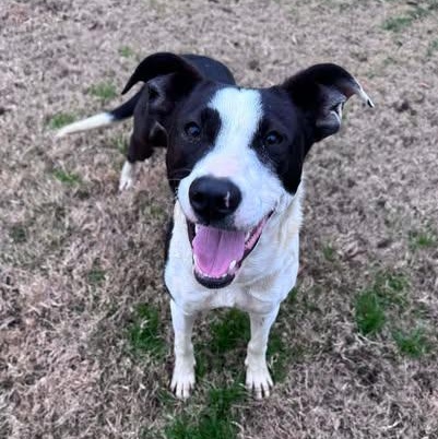 Daphne, an adopted Mixed Breed in Wando, SC image 4/4