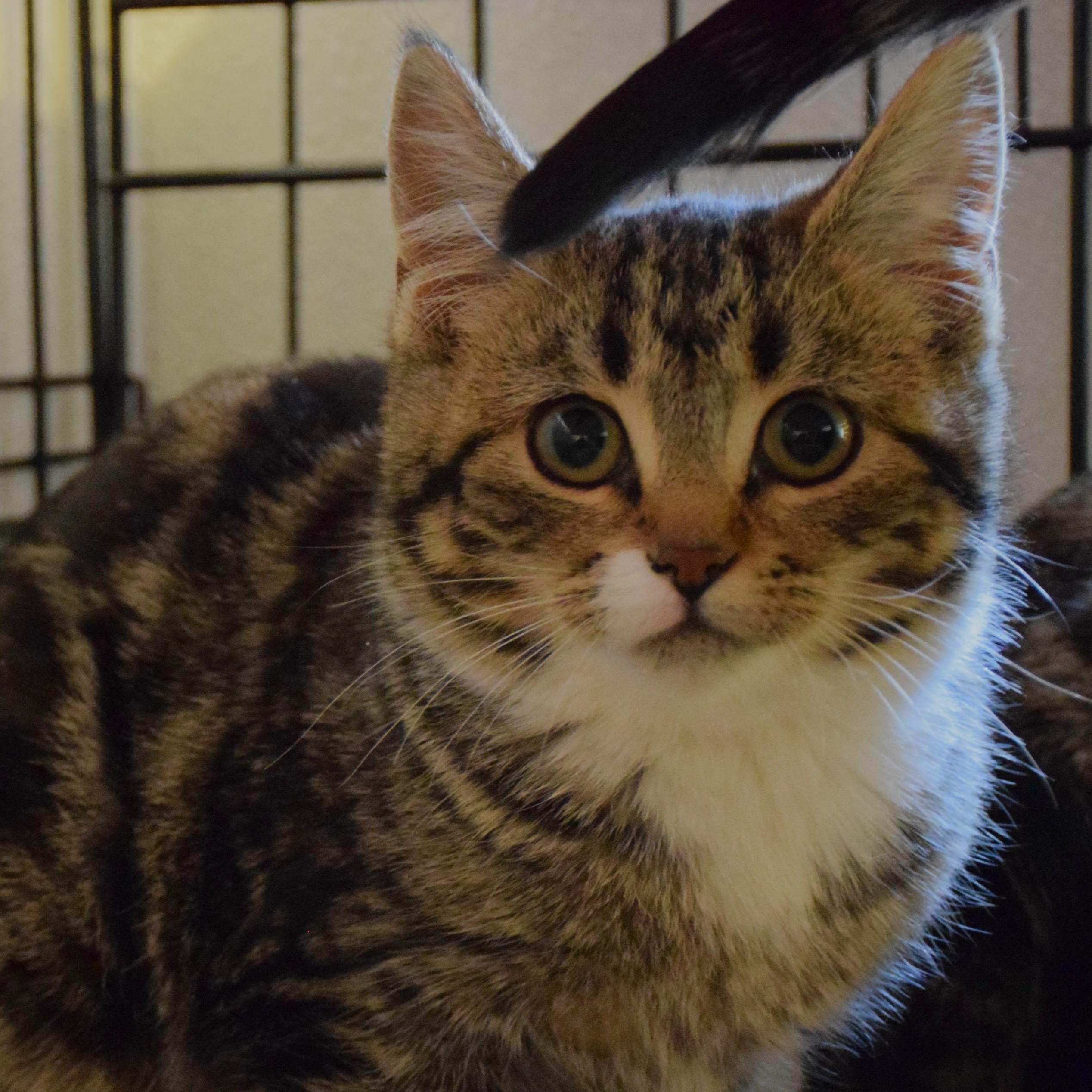 Freeda, Adoptable, Young Female Tabby.