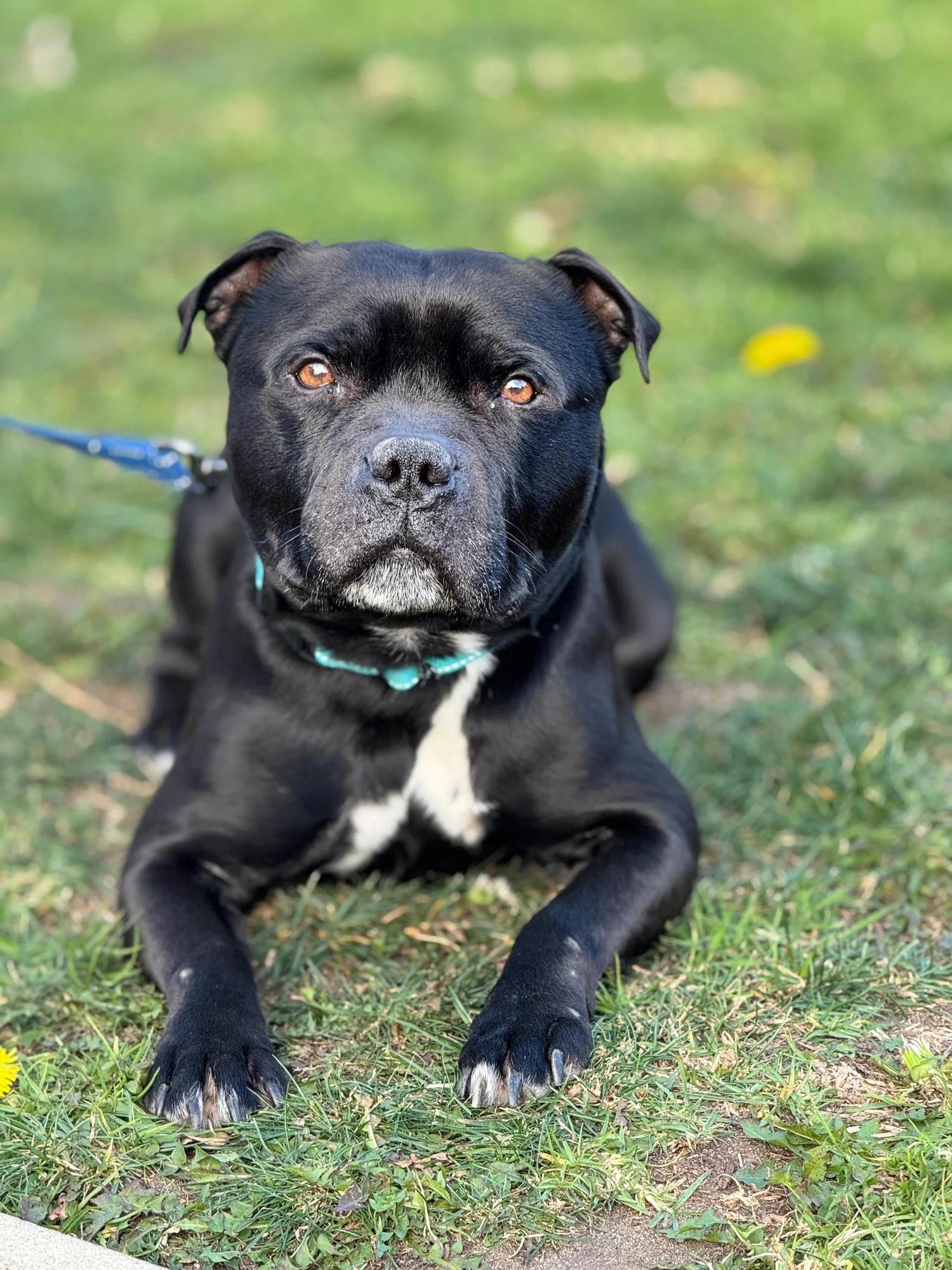 Enlarge BEAU, a ADOPTABLE Staffordshire Bull Terrier in San Francisco, CA image 1/1