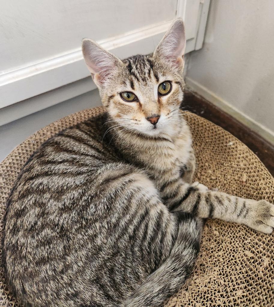 Enlarge Tinkerbell, a Adoptable mixed breed in Rowlett, TX image 1/3