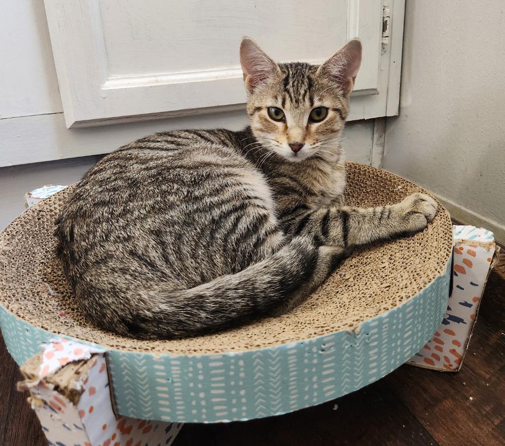 Enlarge Tinkerbell, a Adoptable mixed breed in Rowlett, TX image 2/3