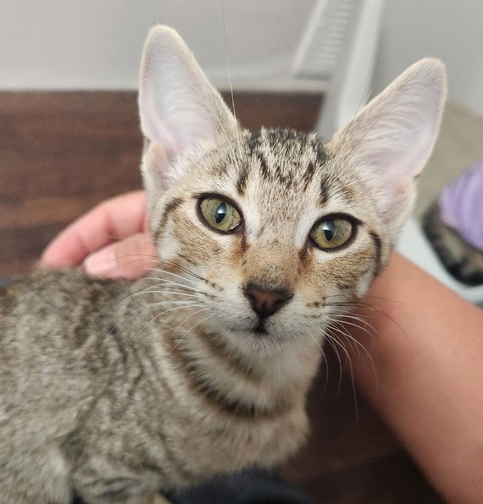 Enlarge Tinkerbell, a Adoptable mixed breed in Rowlett, TX image 3/3
