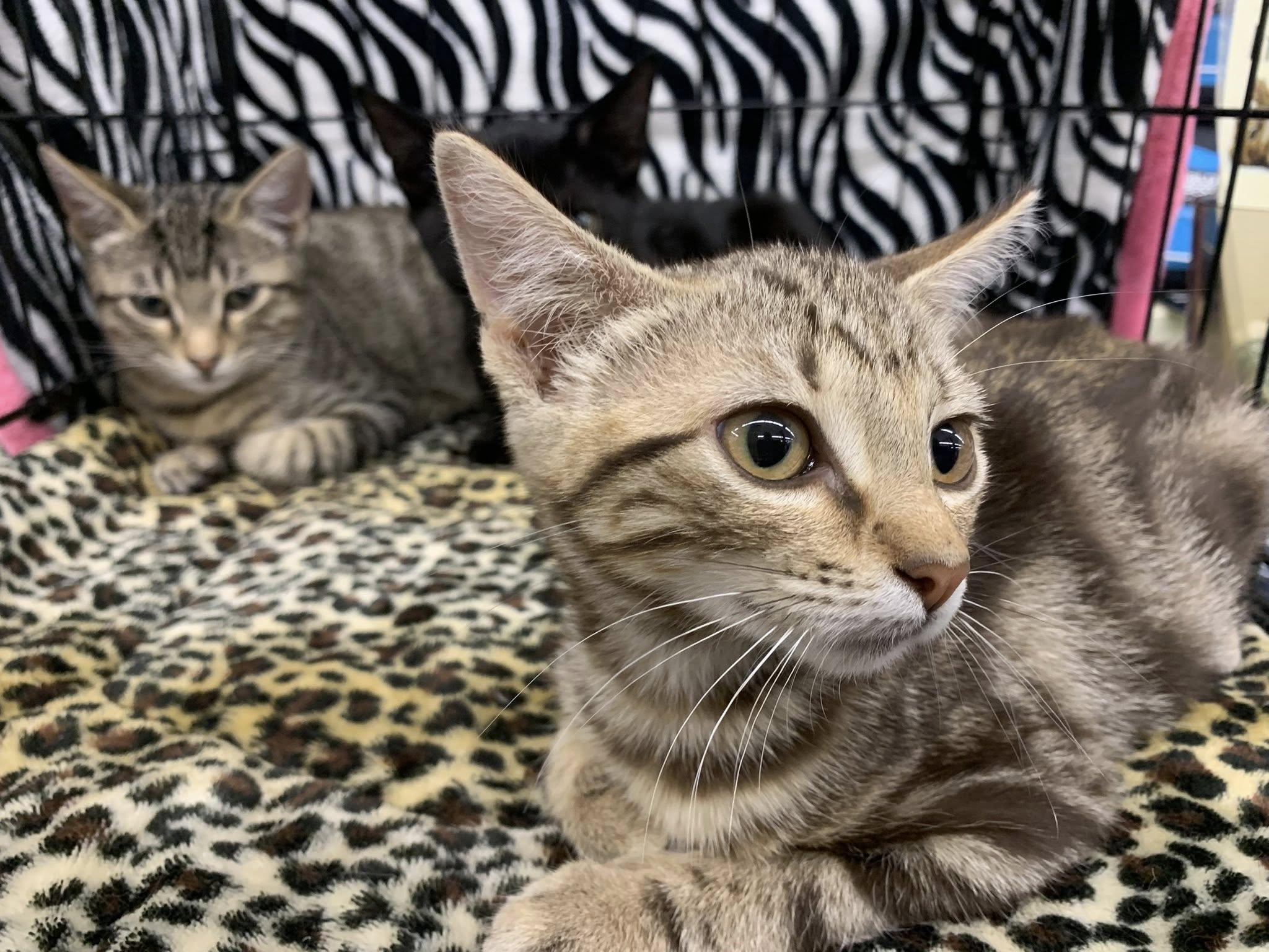 Cinnamon, ADOPTABLE, Kitten Female Tabby.