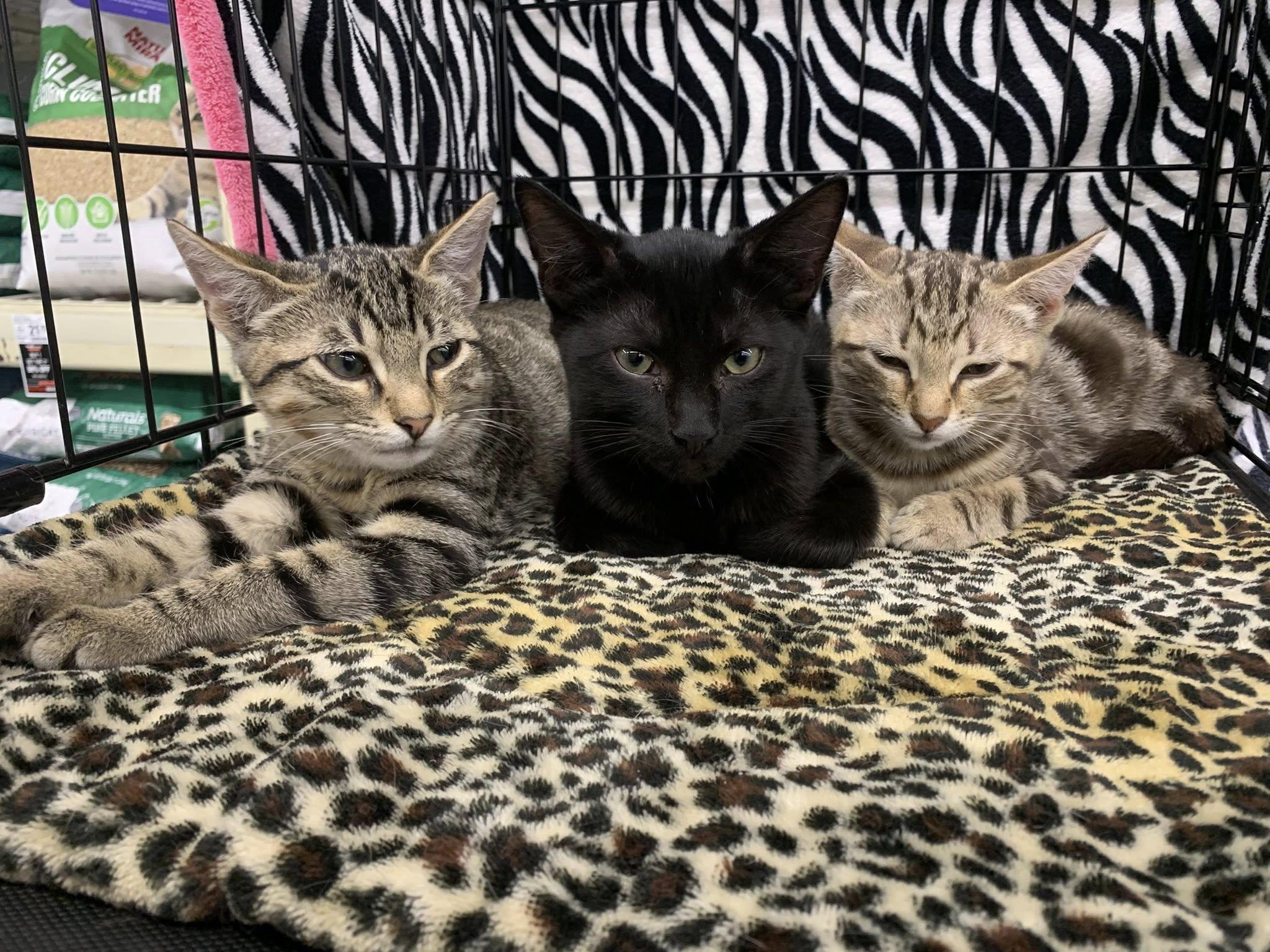 Cinnamon, a ADOPTABLE Tabby in College Station, TX image 2/4