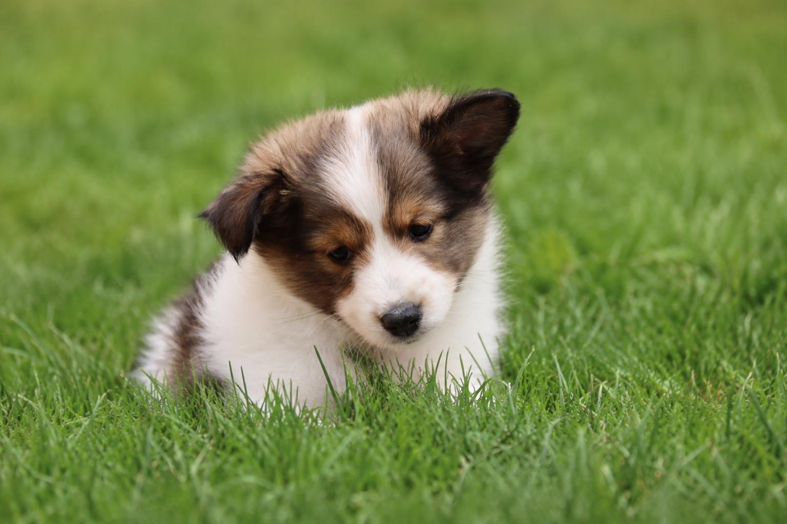 Enlarge Sheltie Puppies, an adopted mixed breed in POTOMAC, MD image 2/3