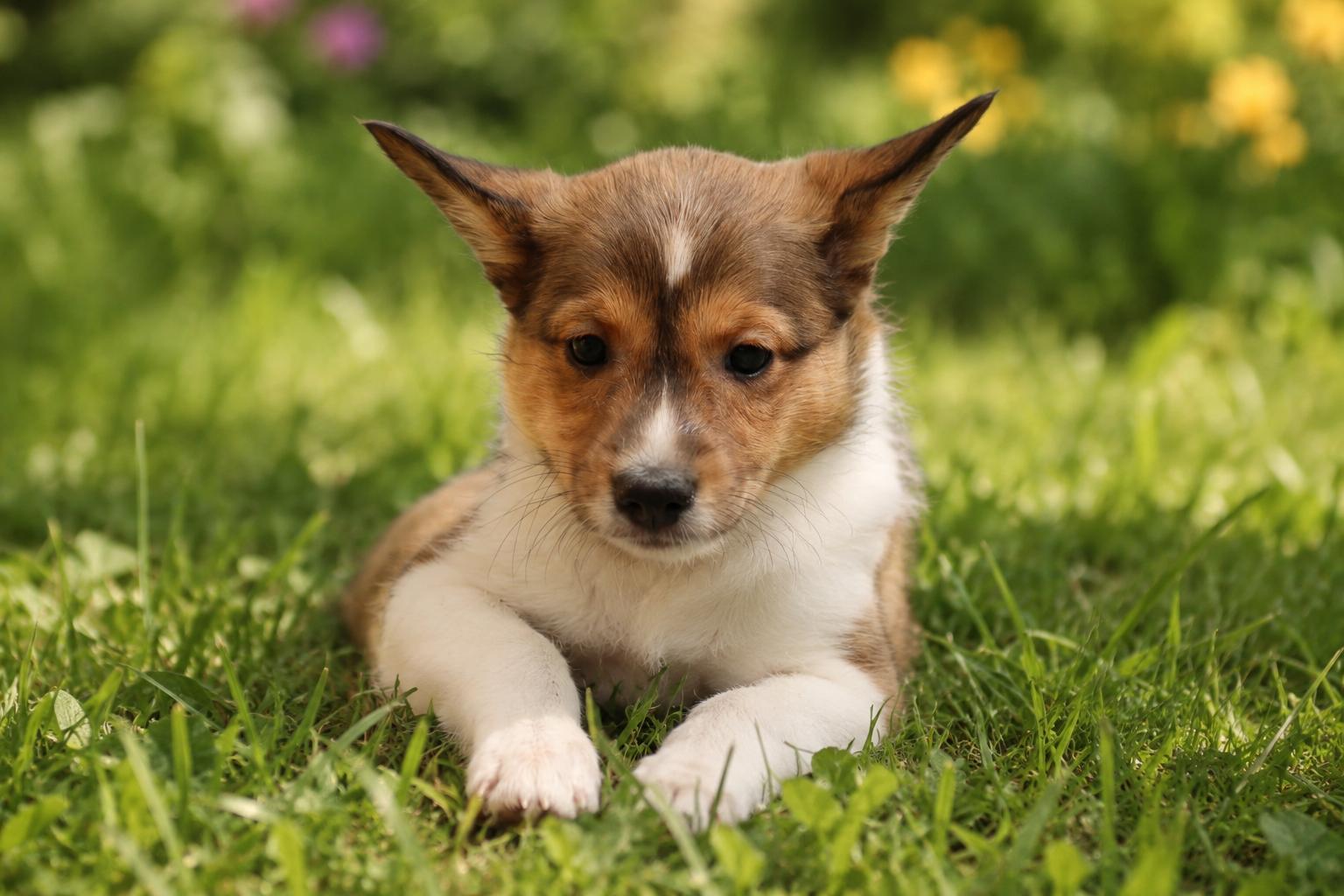 Enlarge Sheltie Puppies, an adopted mixed breed in POTOMAC, MD image 1/3
