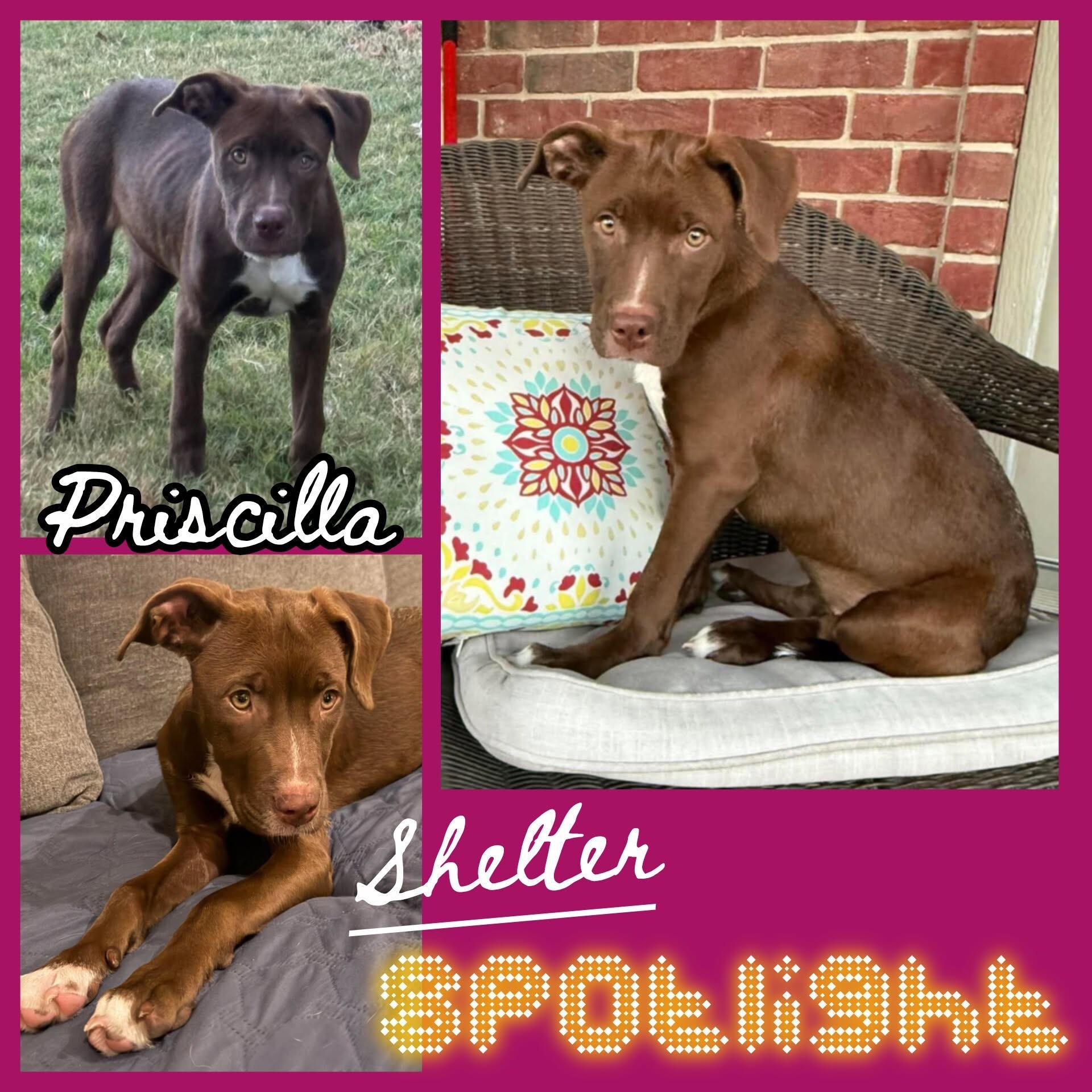 Enlarge Priscilla, a Adoptable Chocolate Labrador Retriever in Hollister, MO image 1/3