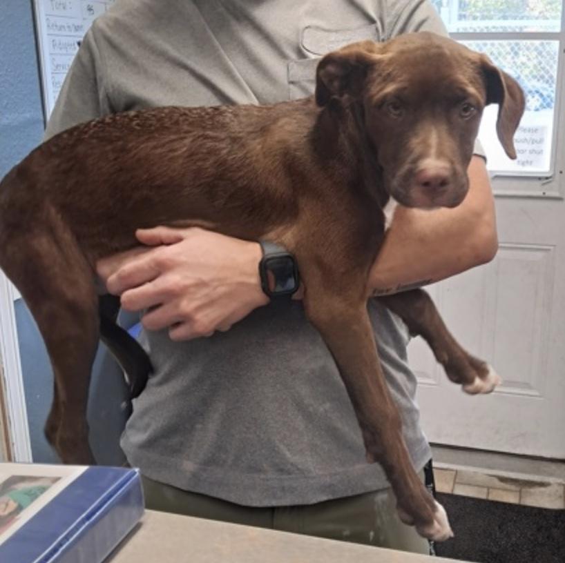 Enlarge Priscilla, a Adoptable Chocolate Labrador Retriever in Hollister, MO image 2/3