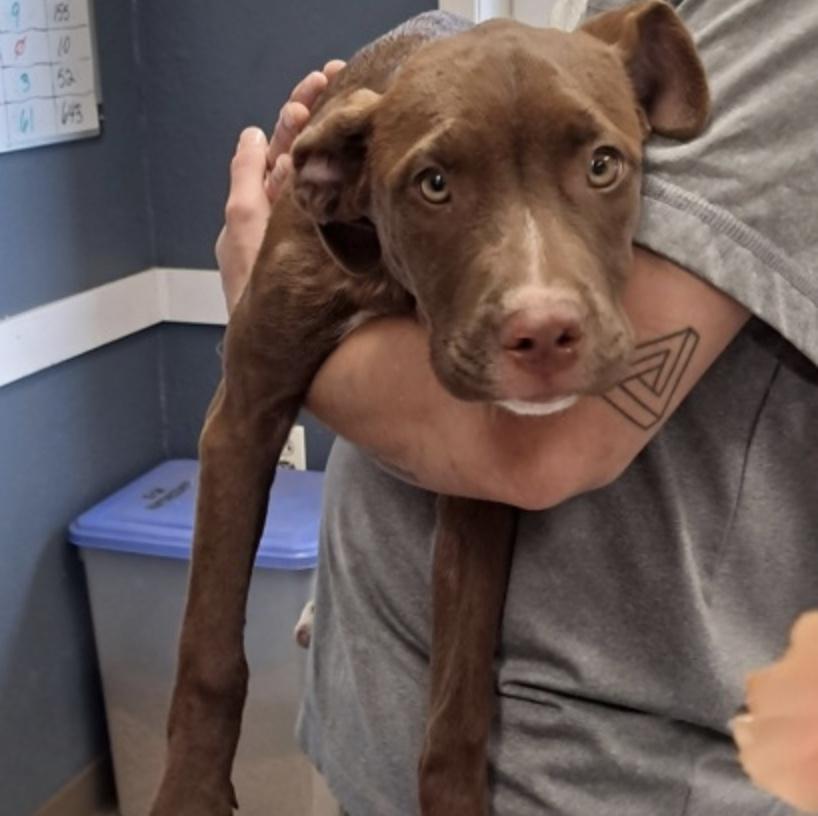 Enlarge Priscilla, a Adoptable Chocolate Labrador Retriever in Hollister, MO image 3/3