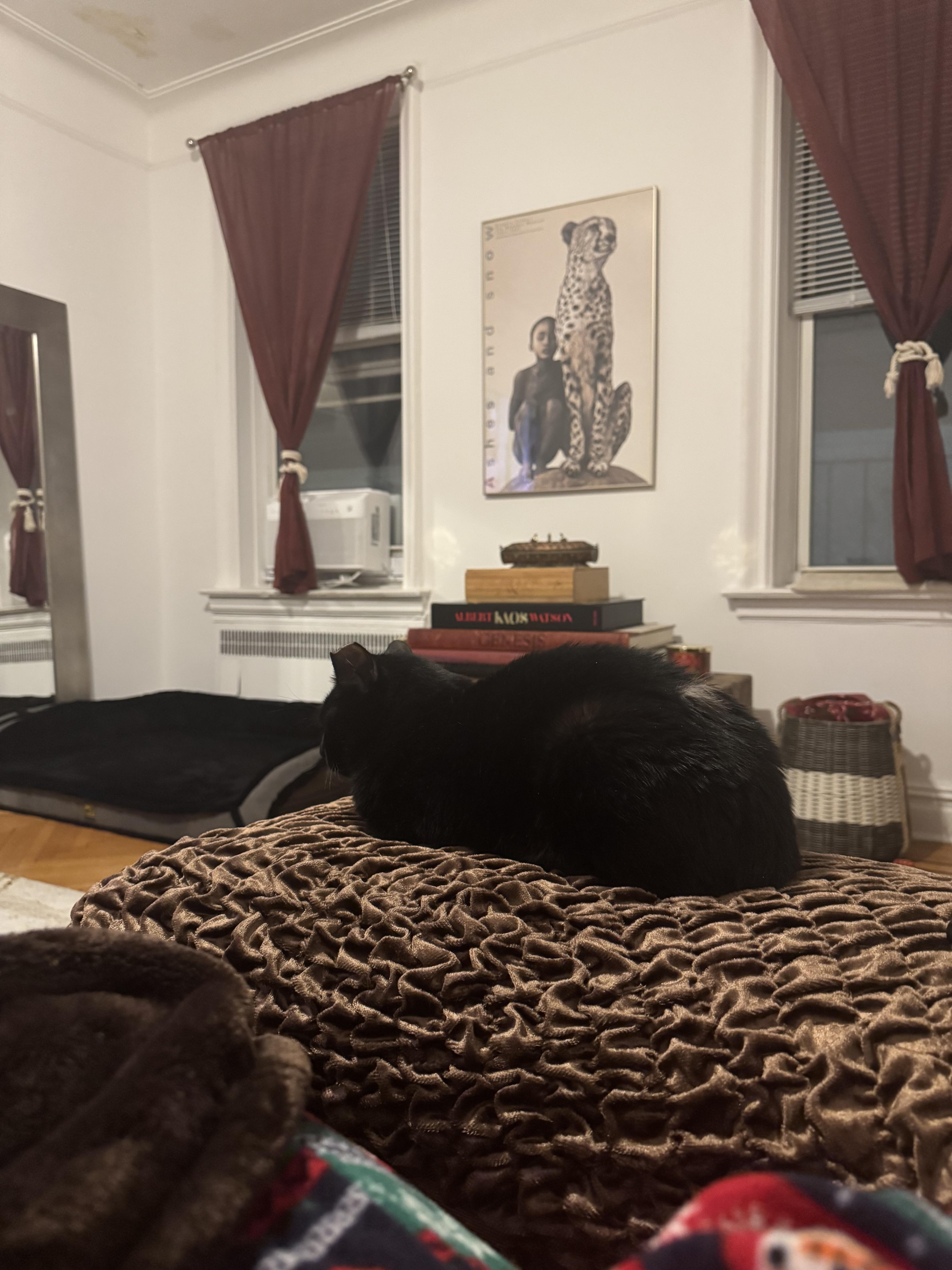 Lantern & Kiki Bonded Pair, a ADOPTABLE Domestic Short Hair in brooklyn, NY image 2/6