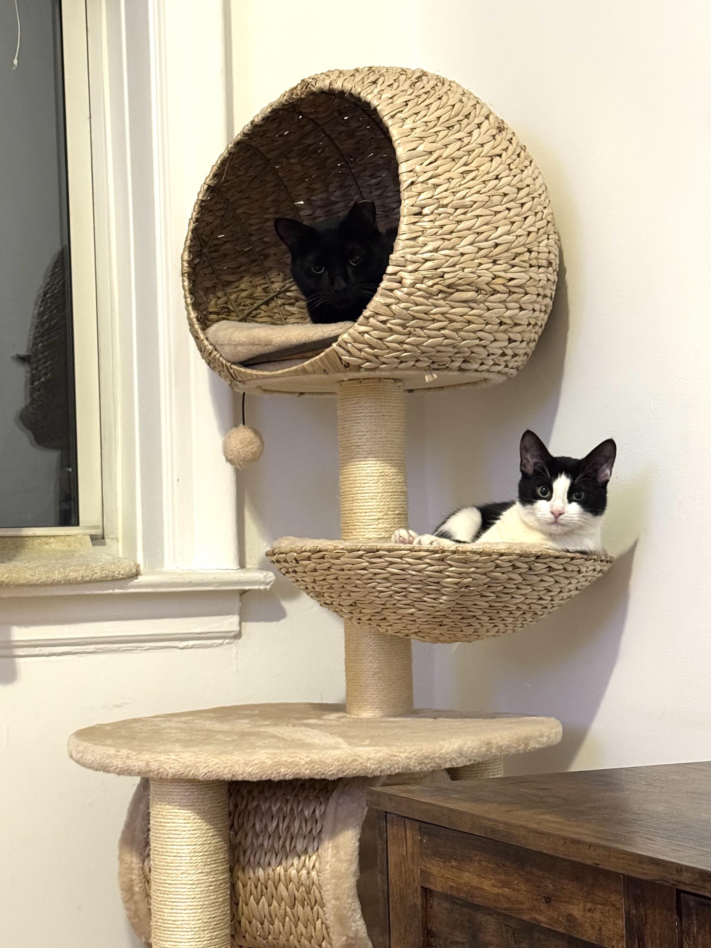 Lantern & Kiki Bonded Pair, a ADOPTABLE Domestic Short Hair in brooklyn, NY image 4/6