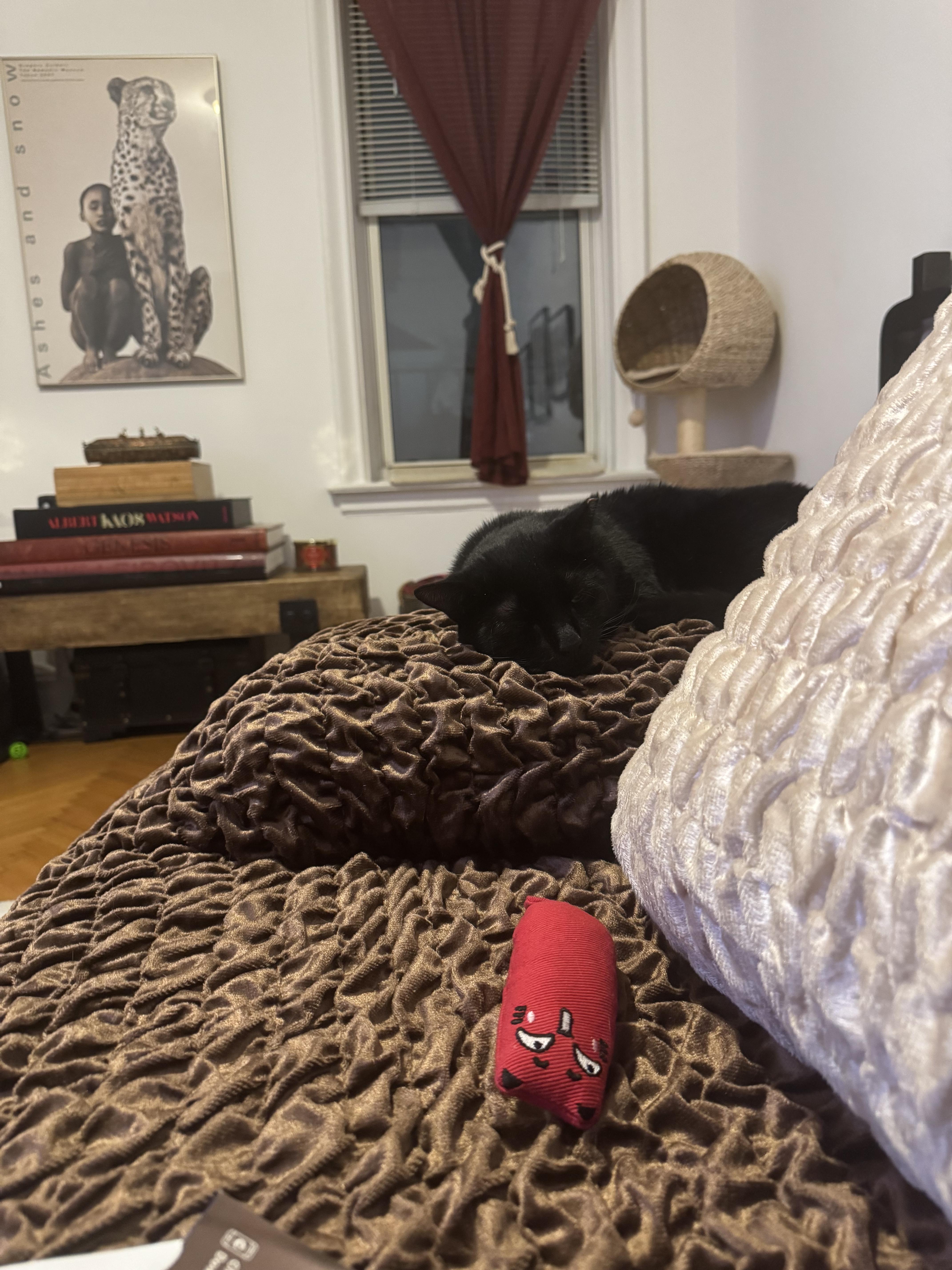 Lantern & Kiki Bonded Pair, a ADOPTABLE Domestic Short Hair in brooklyn, NY image 5/6