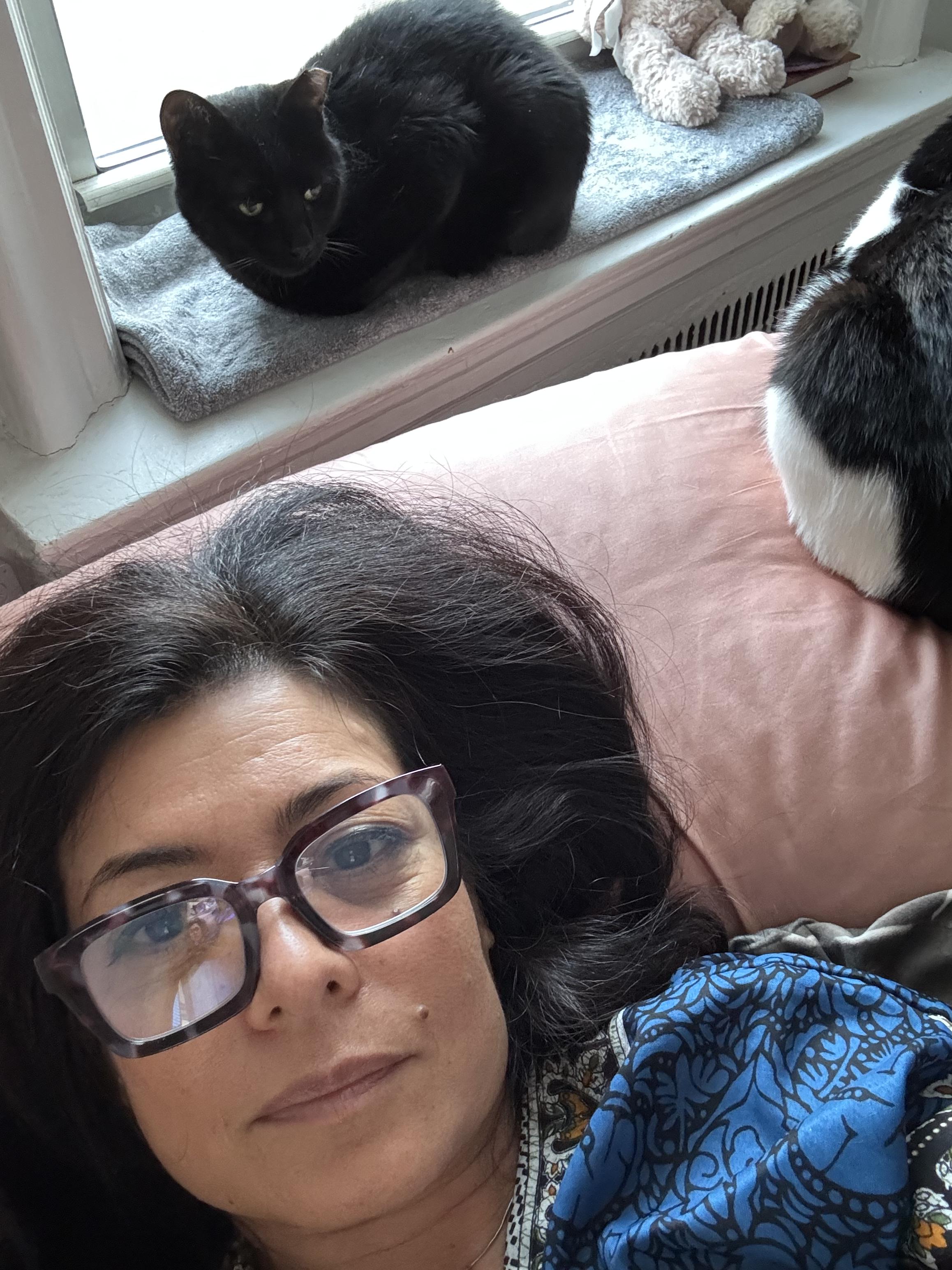 Lantern & Kiki Bonded Pair, a ADOPTABLE Domestic Short Hair in brooklyn, NY image 3/6