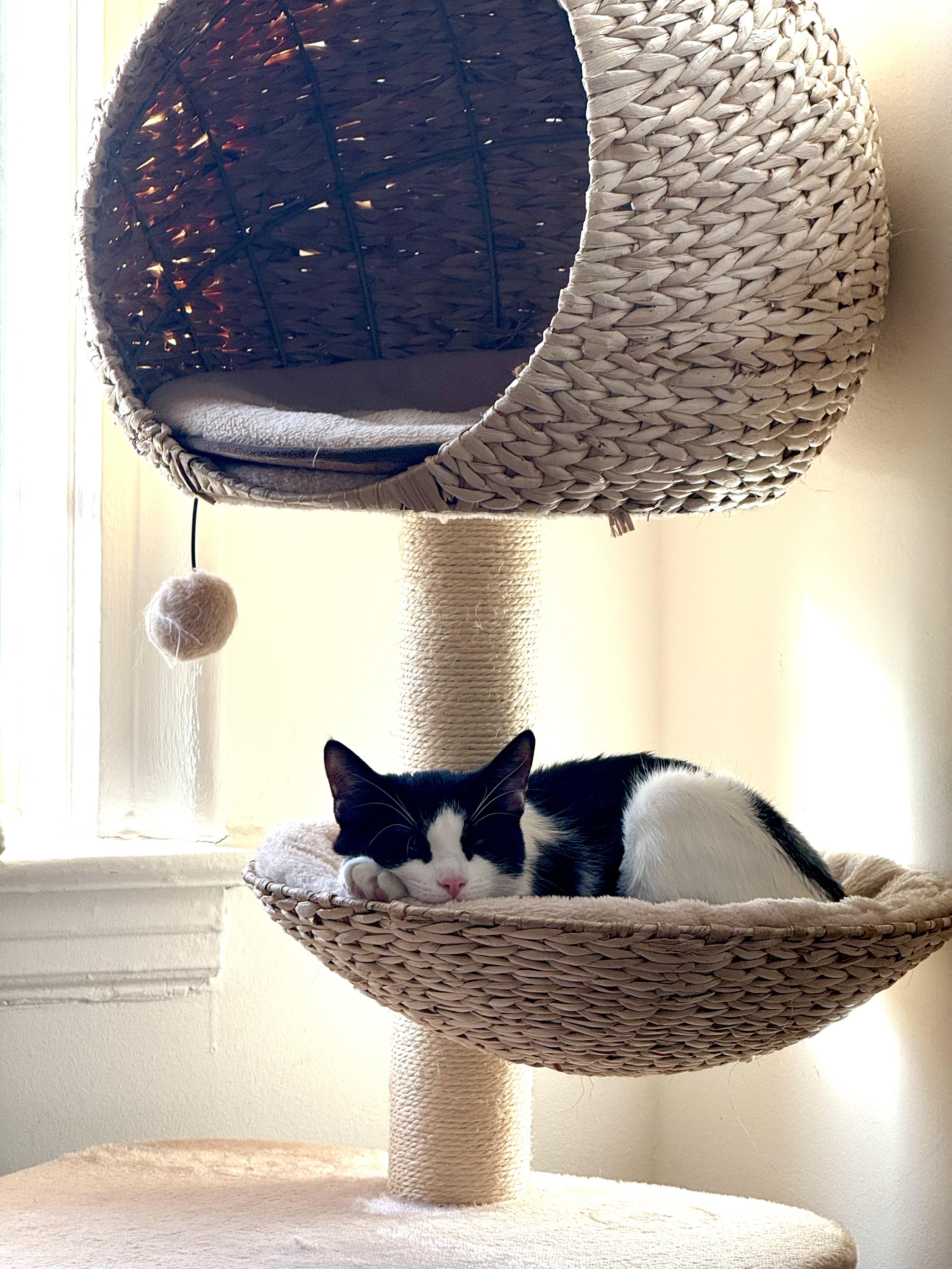 Lantern & Kiki Bonded Pair, a ADOPTABLE Domestic Short Hair in brooklyn, NY image 1/6