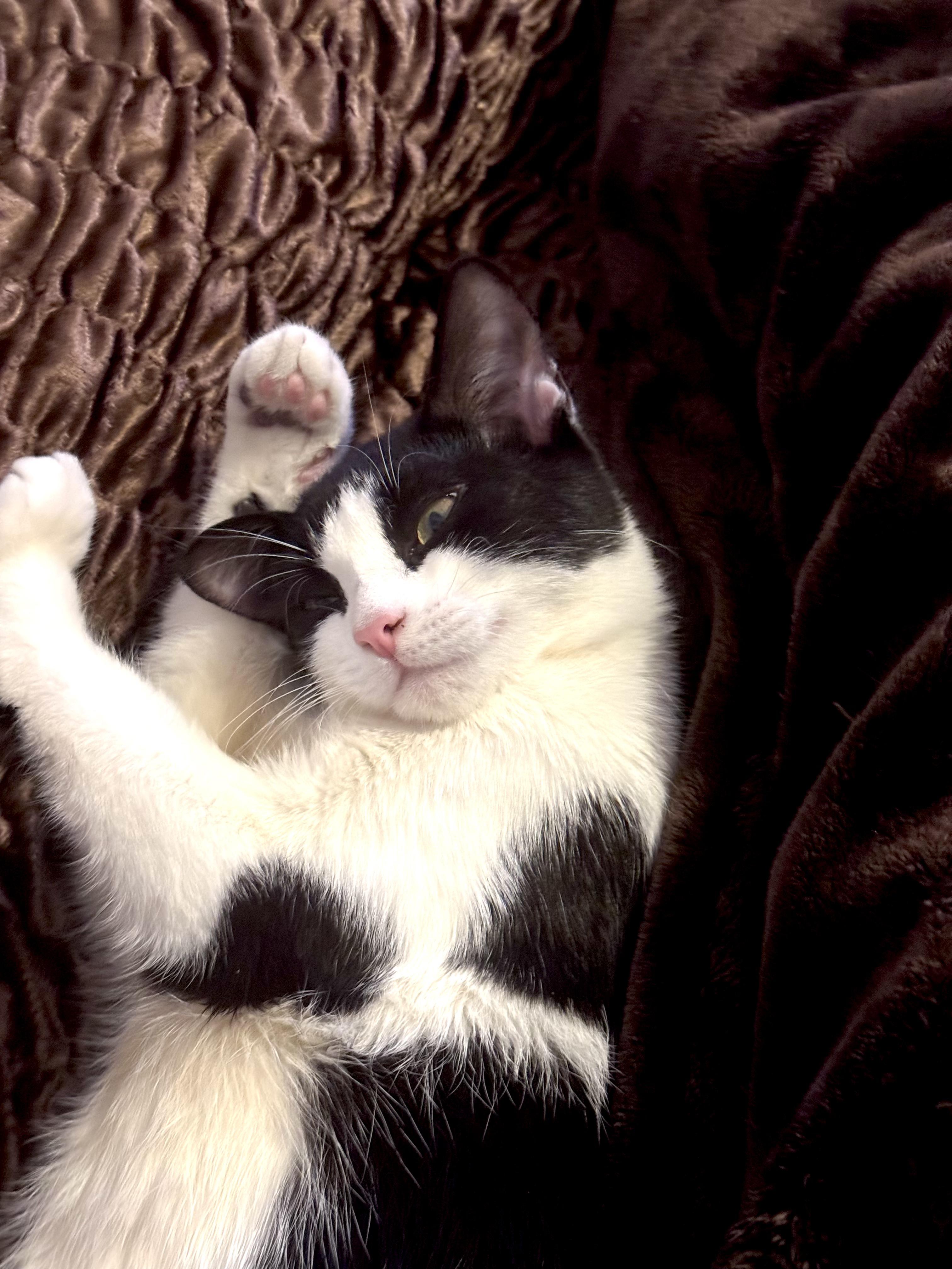 Lantern & Kiki Bonded Pair, a ADOPTABLE Domestic Short Hair in brooklyn, NY image 6/6