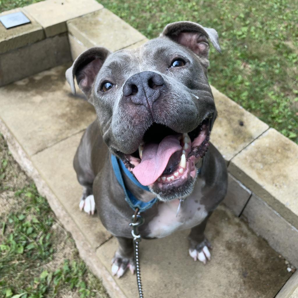 Enlarge Stormi, a Adoptable Mixed Breed in Pittsburgh, PA image 1/6