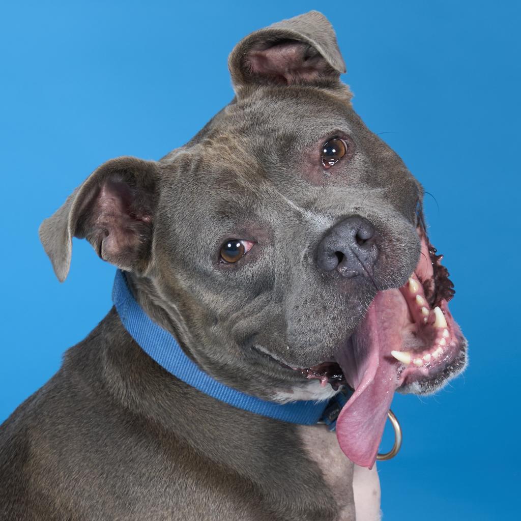 Enlarge Stormi, a Adoptable Mixed Breed in Pittsburgh, PA image 2/6