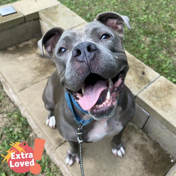 Enlarge Stormi, a Adoptable Mixed Breed in Pittsburgh, PA image 3/6