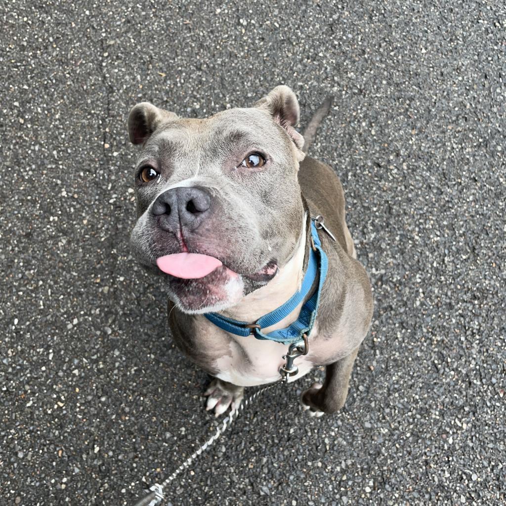 Enlarge Stormi, a Adoptable Mixed Breed in Pittsburgh, PA image 4/6