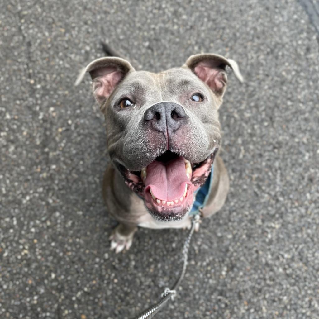 Enlarge Stormi, a Adoptable Mixed Breed in Pittsburgh, PA image 5/6