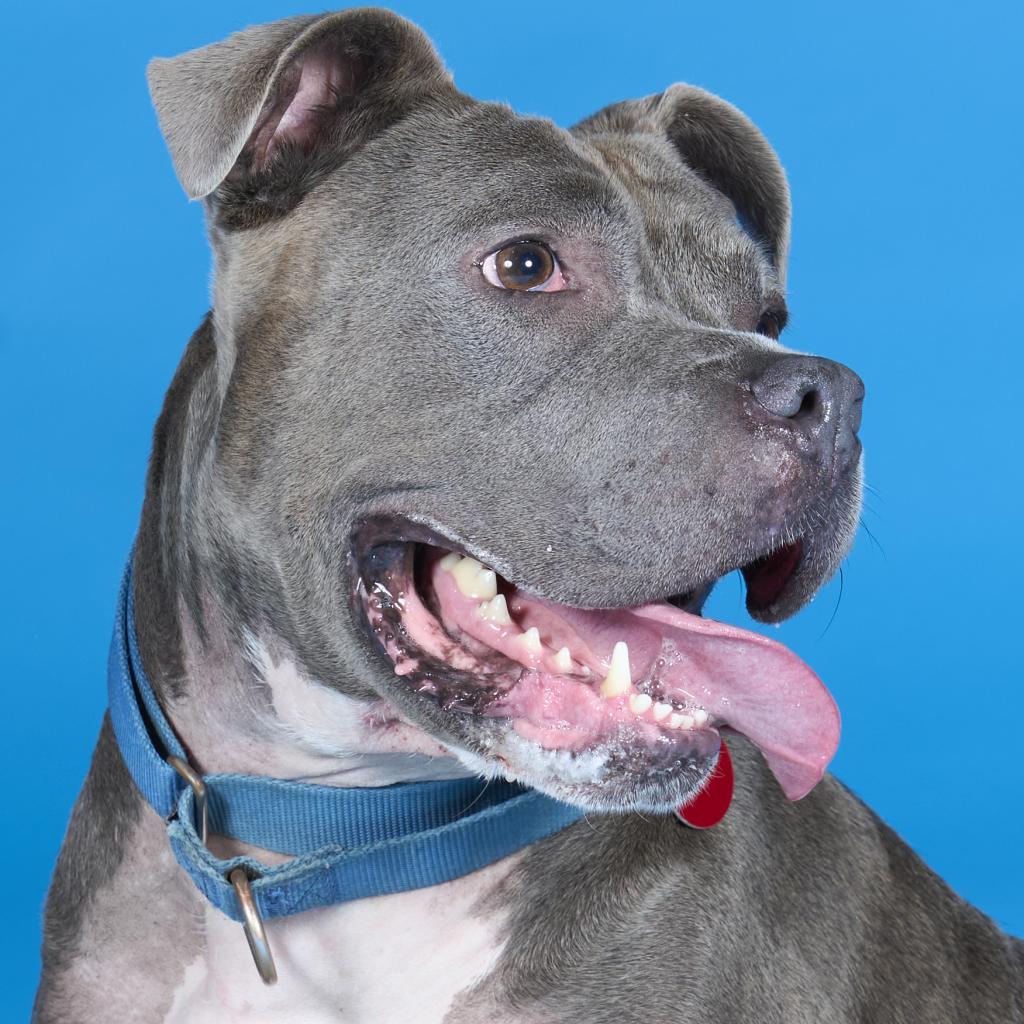 Enlarge Stormi, a Adoptable Mixed Breed in Pittsburgh, PA image 6/6