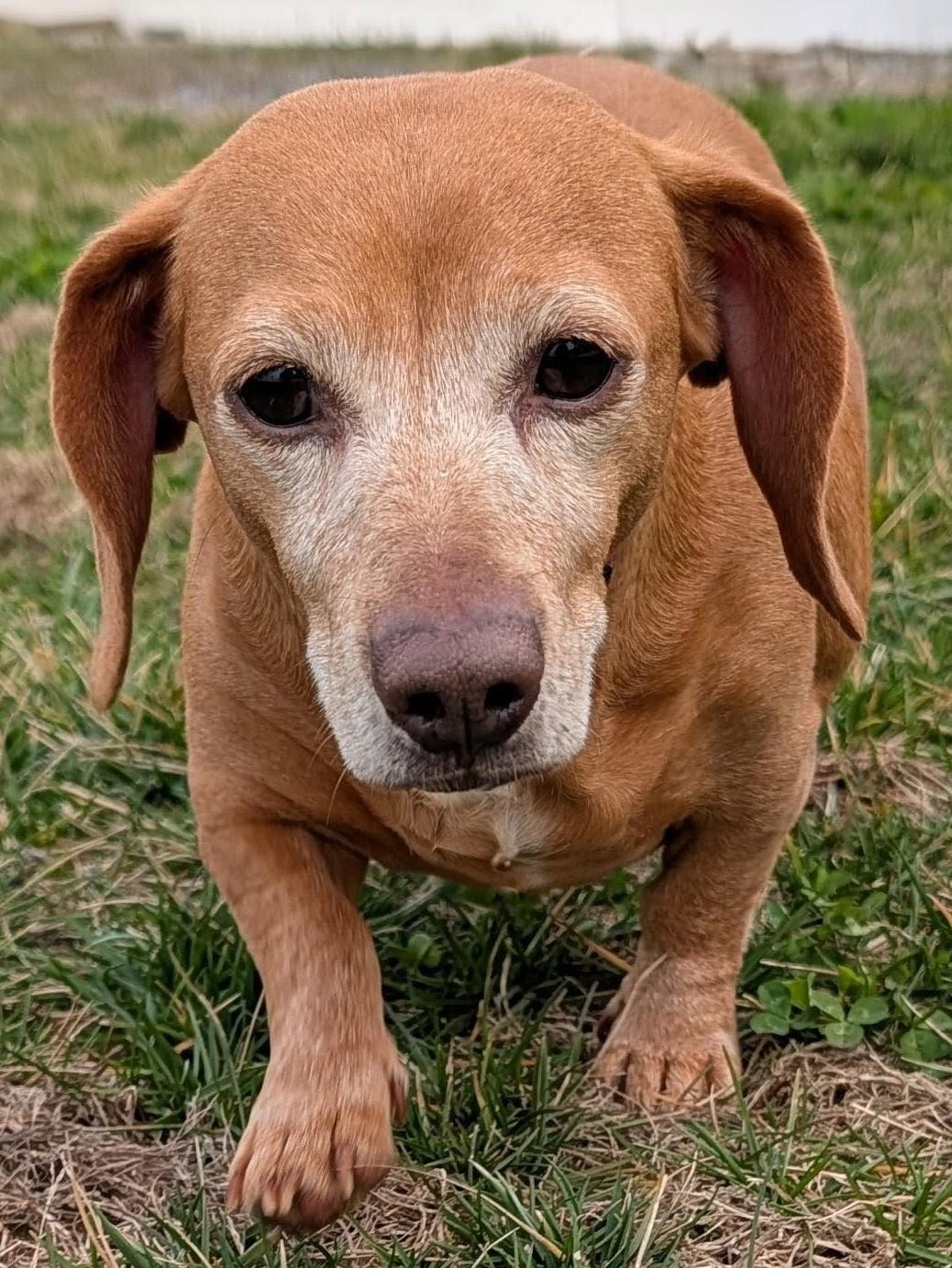Enlarge Juno in NC, a ADOPTABLE Dachshund in Belmont, NC image 2/5