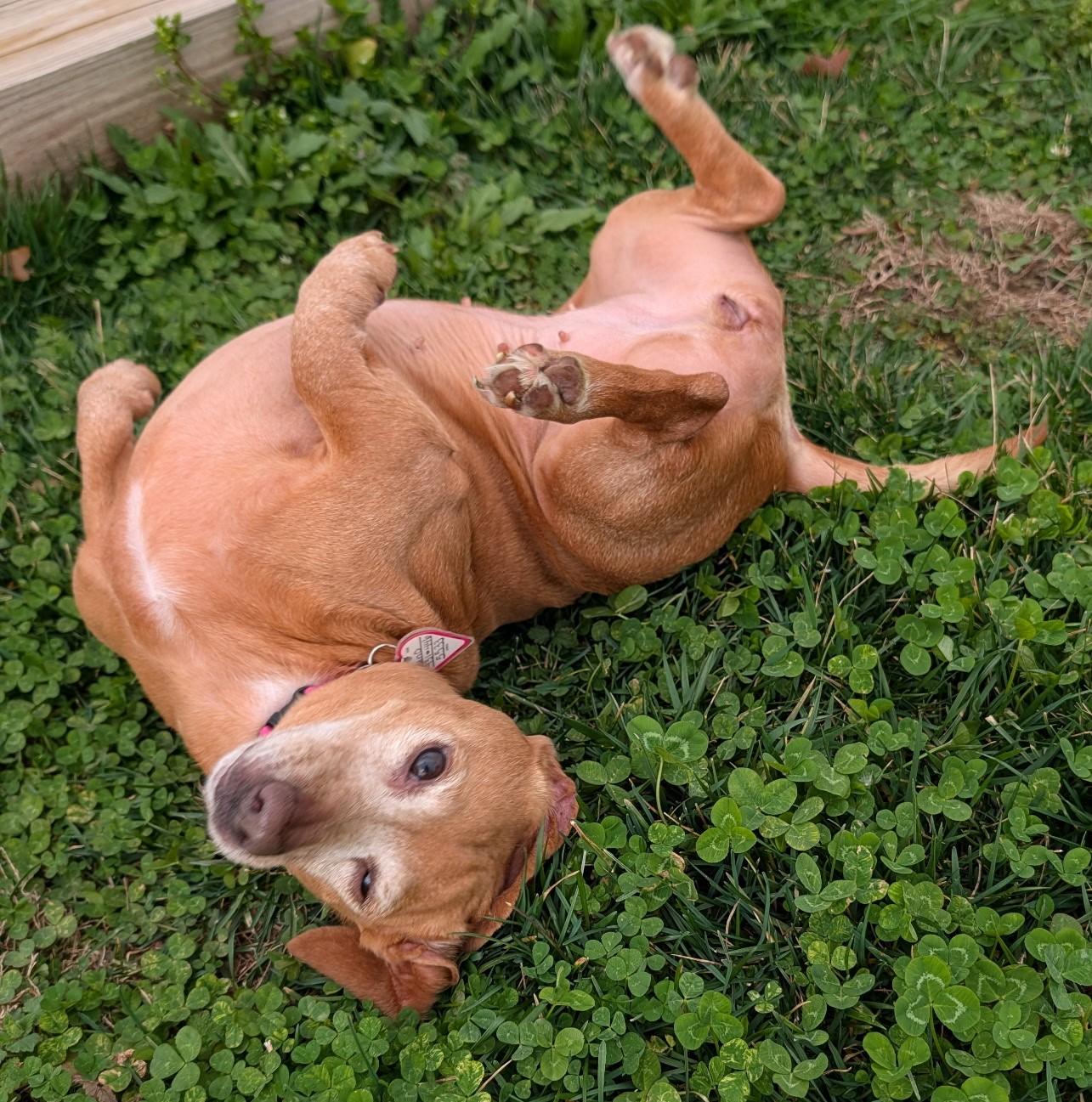 Enlarge Juno in NC, a ADOPTABLE Dachshund in Belmont, NC image 5/5
