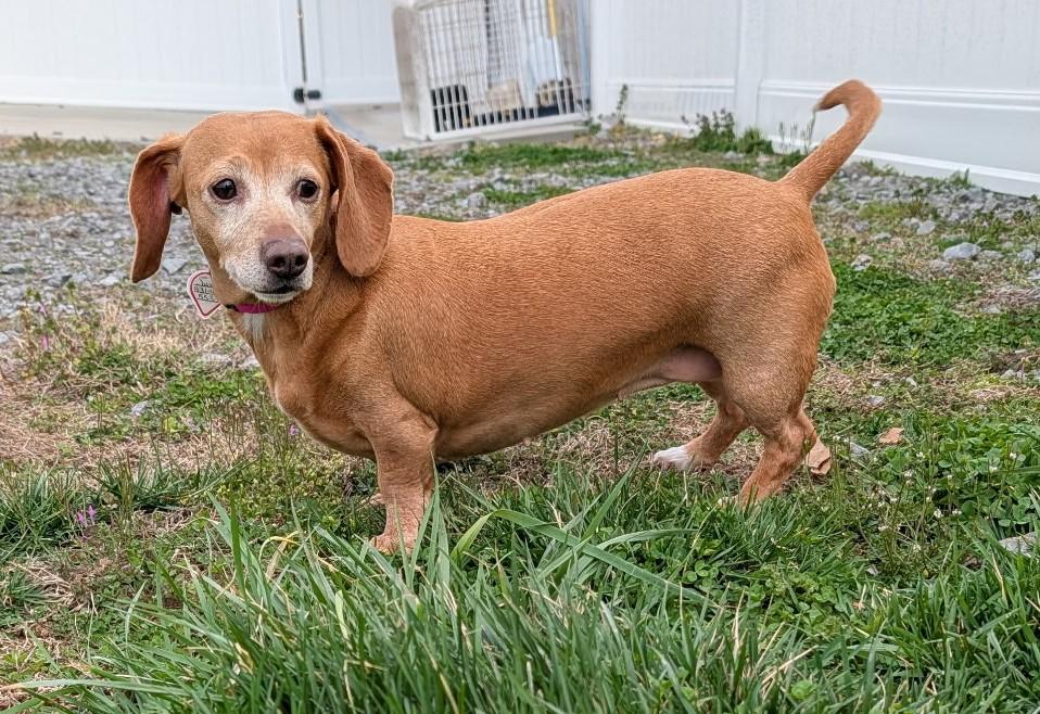 Enlarge Juno in NC, a ADOPTABLE Dachshund in Belmont, NC image 4/5