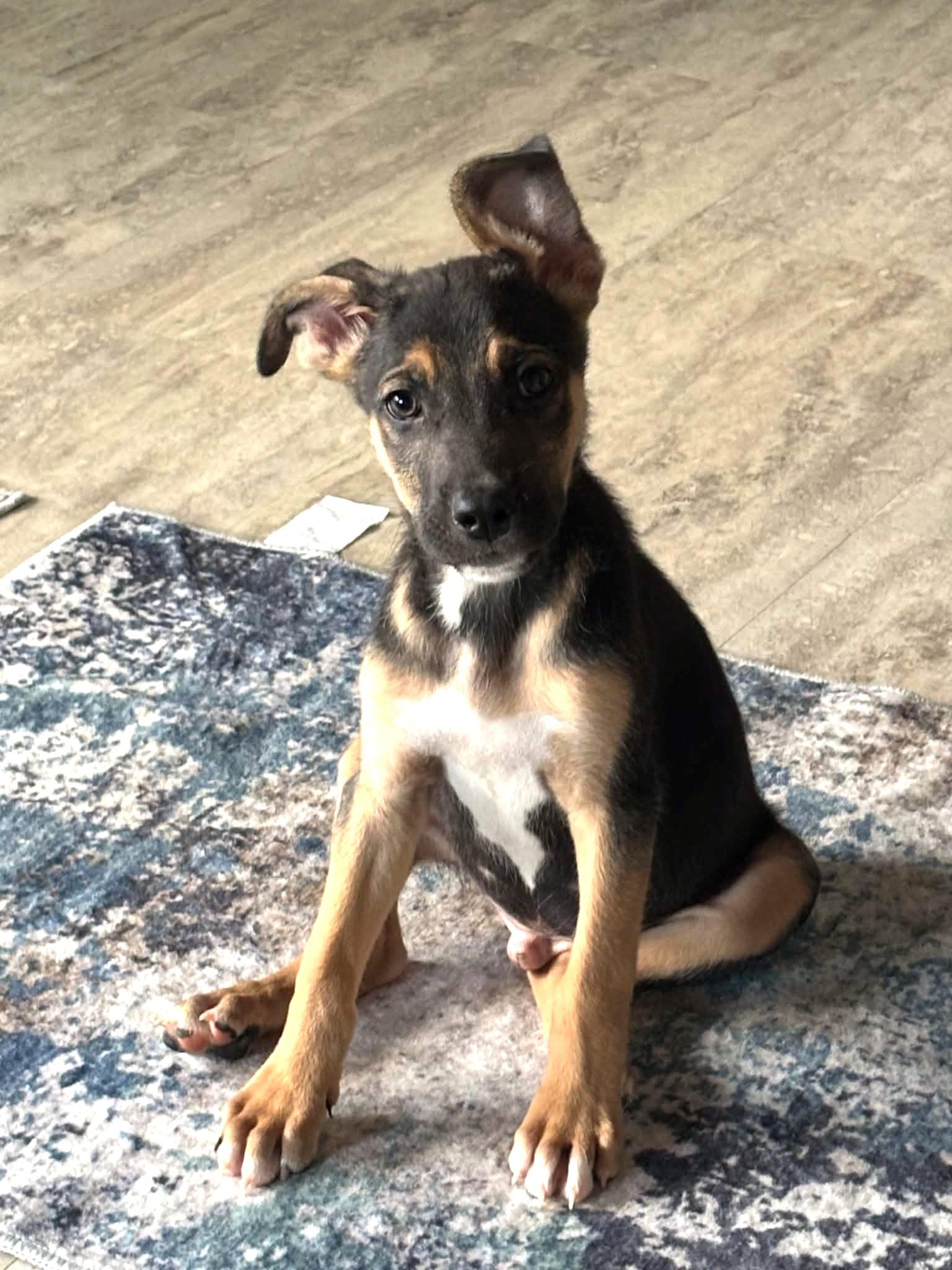 Murphy, a ADOPTABLE mixed breed in Mechanicsburg, PA image 4/4