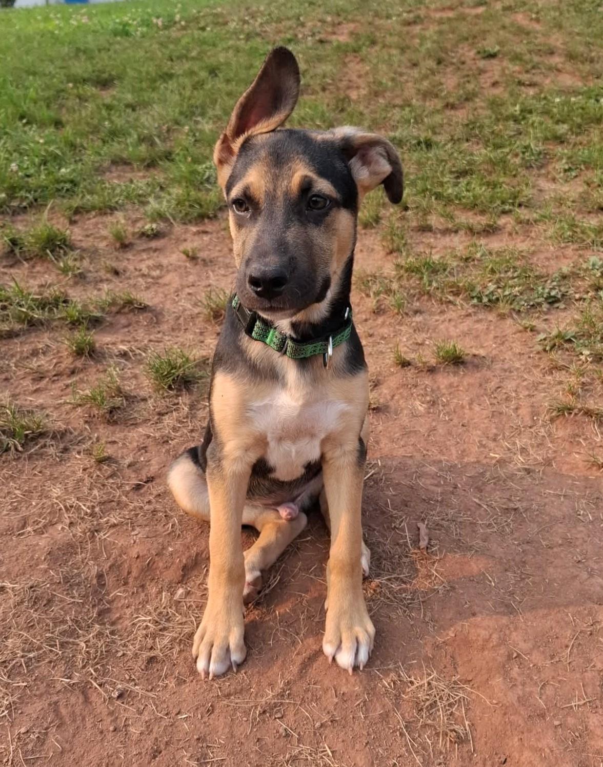 Murphy, ADOPTABLE, Puppy Male German Shepherd Dog.