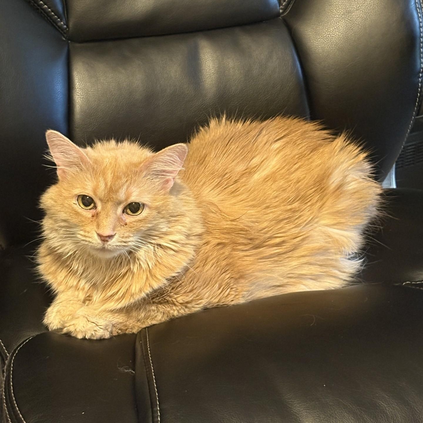 Thumper, Adoptable, Senior Female Domestic Long Hair.