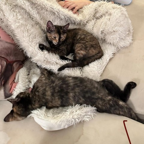 Rosie and Posey, a Adoptable Domestic Short Hair in Lyndhurst, VA image 1/5