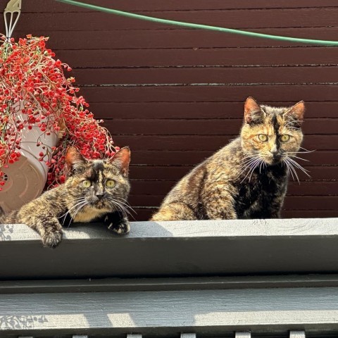 Rosie and Posey, a Adoptable Domestic Short Hair in Lyndhurst, VA image 2/5