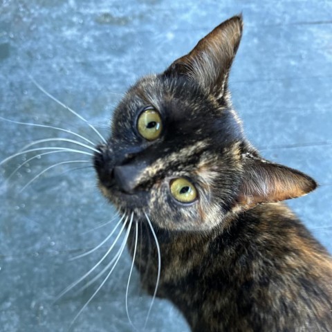 Rosie and Posey, a Adoptable Domestic Short Hair in Lyndhurst, VA image 3/5