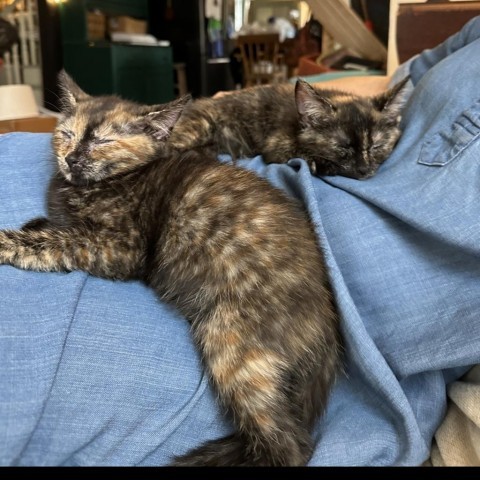 Rosie and Posey, a Adoptable Domestic Short Hair in Lyndhurst, VA image 4/5