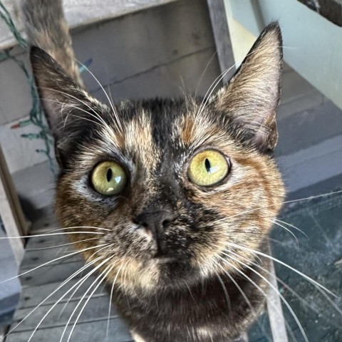 Rosie and Posey, a Adoptable Domestic Short Hair in Lyndhurst, VA image 5/5