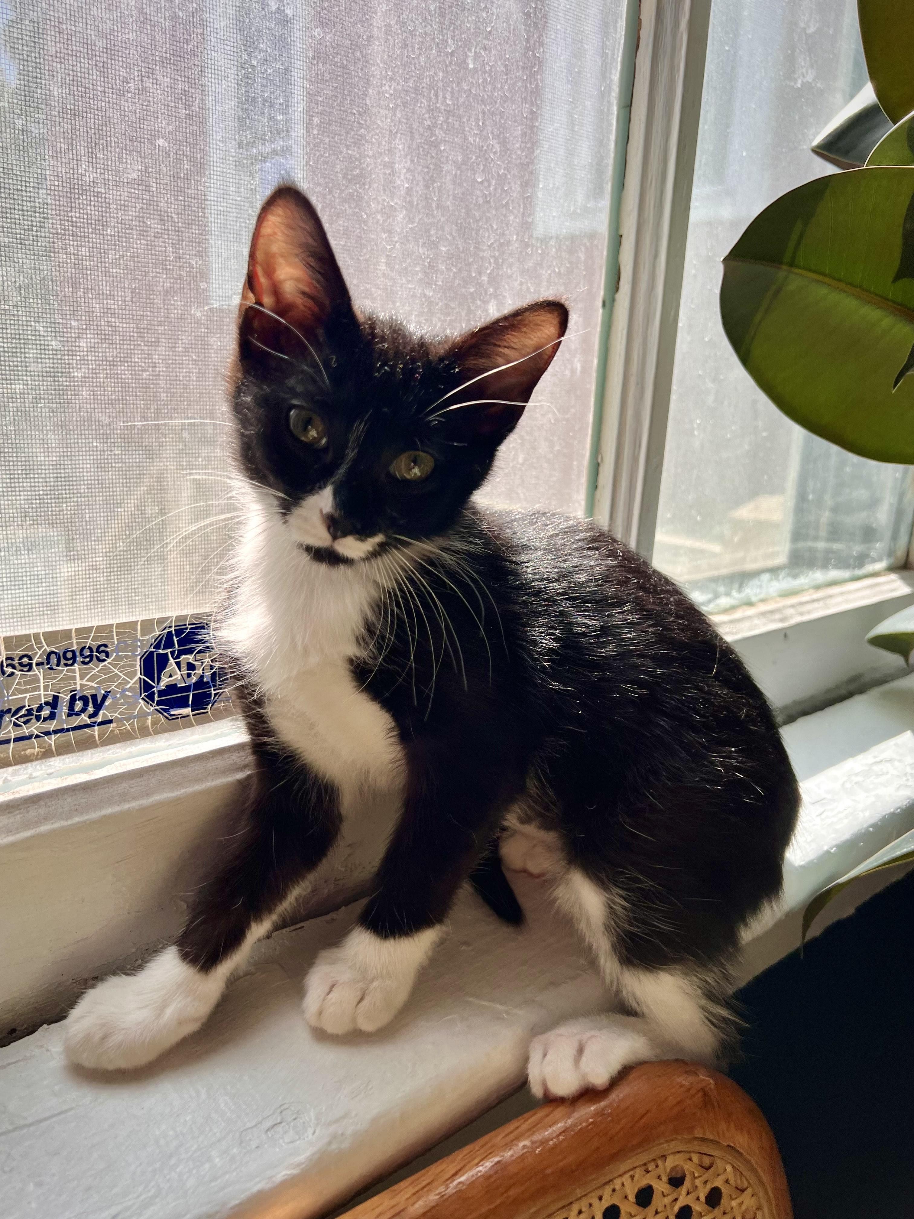 Roll, ADOPTABLE, Kitten Female Domestic Short Hair.