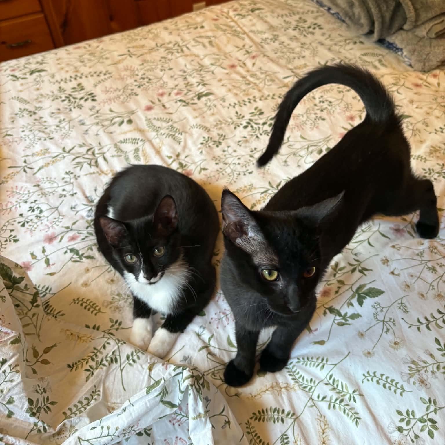 Enlarge Roll, a ADOPTABLE Domestic Short Hair in Milwaukee, WI image 3/6