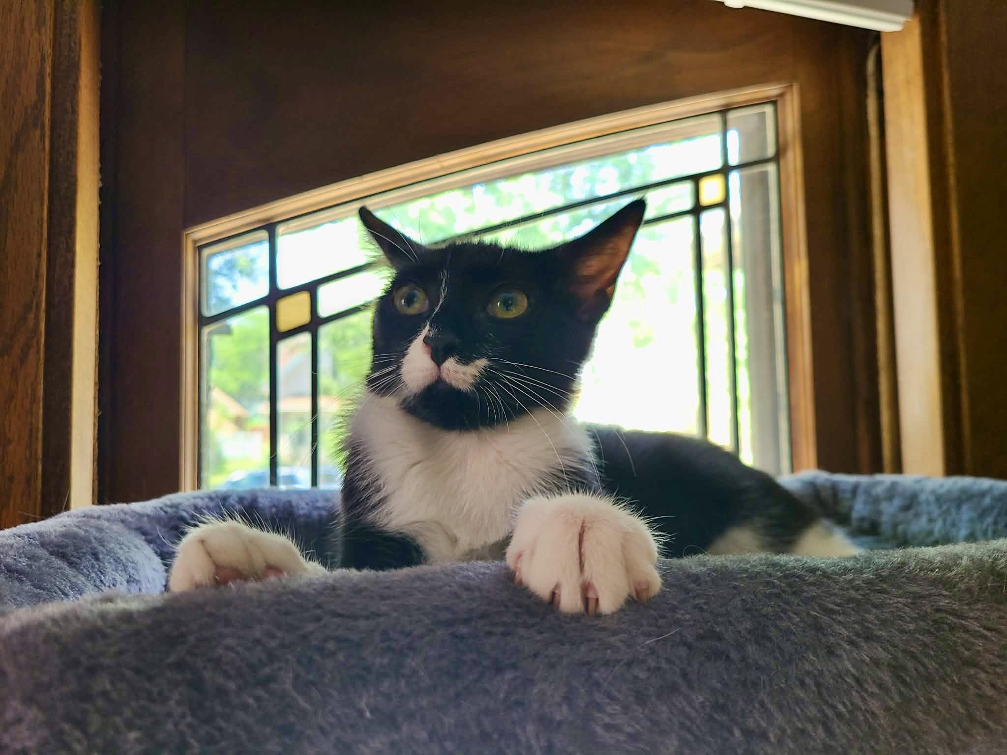Enlarge Roll, a ADOPTABLE Domestic Short Hair in Milwaukee, WI image 6/6